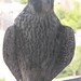 Susan Perch Photo 6