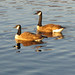 Mel Ellis Photo 9