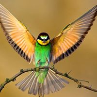 Peter Joseph Photo 37