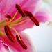 Lily Huang Photo 27