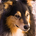 Sidney Shepherd Photo 12