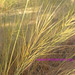 Sandy Blades Photo 7