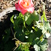 Rosa Encinas Photo 13