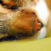 Richard Parker Photo 10
