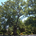 Kent Chestnut Photo 6