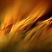 Bob Ross Photo 16