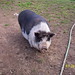Martha Hamilton Photo 35