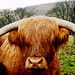 Rich Bull Photo 7