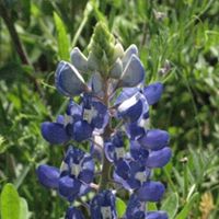 Debra Artz Photo 6