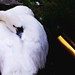 Karen Swan Photo 35