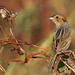 Nelson Sharp Photo 10