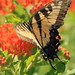 Larry Scott Photo 23