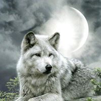 Wolf Walker Photo 14