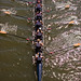 Virginia Crews Photo 19