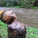 Virginia Beaver Photo 23