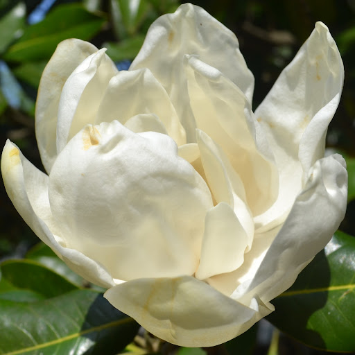 Phyllis Jackson Photo 33