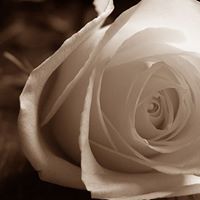 Nancy Swan Photo 27