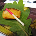 Shu Ho Photo 15