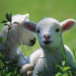 Mary Lamb Photo 32