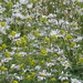 Susan Samson Photo 20