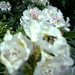 Sara Mcmahan Photo 15