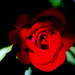 Rosa Valdez Photo 13