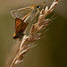 Skipper Tyler Photo 9