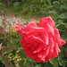 Kathleen Hopp Photo 10