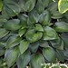 Devon Green Photo 26