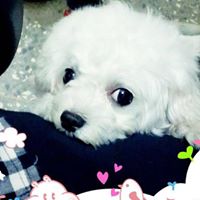 Yunlu Chen Photo 5