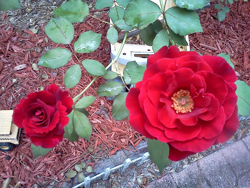 Rachael Collins Photo 31