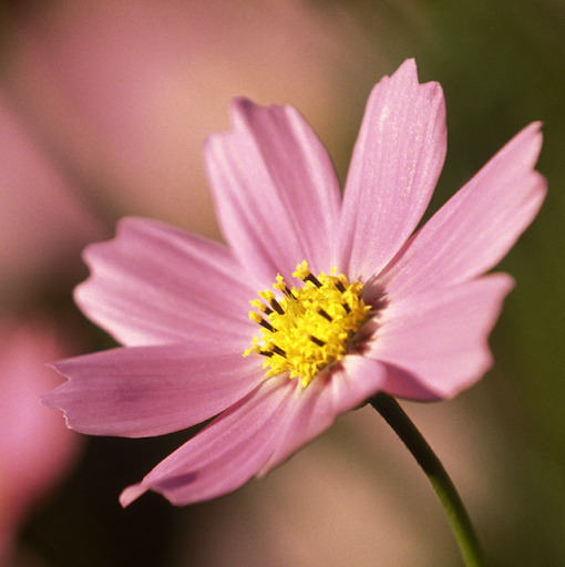 Cathy Rogers Photo 8
