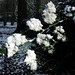 Holly Heath Photo 16
