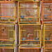 Scott Cage Photo 11
