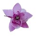Ruby Cherry Photo 9
