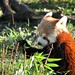 Maria Panda Photo 12