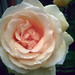 Rose Peterson Photo 26