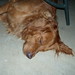 Charlotte Jacobs Photo 6