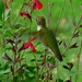 Ruby Beard Photo 12