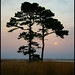 Steven Forsythe Photo 32