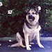 Sharon Shepherd Photo 41