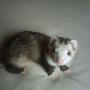 Gail Willis Photo 5