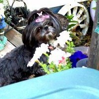 Linda Chapin Photo 12