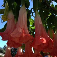 Robert Chestnut Photo 27