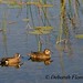 Debbie Wing Photo 18
