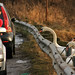 Swan Crisp Photo 5