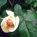 Rose Peterson Photo 25