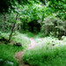 Virginia Forest Photo 2