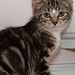Tabitha Brown Photo 18