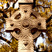 Savannah Cross Photo 19